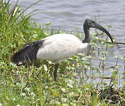 Ibis sacré