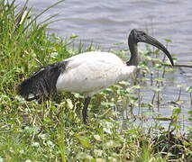 African Sacred Ibis