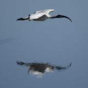 African Sacred Ibis