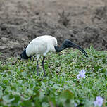 Ibis sacré