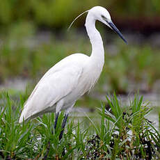 Aigrette garzette