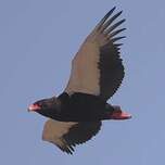 Bateleur des savanes