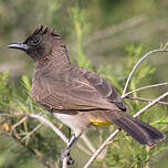 Bulbul tricolore