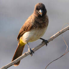 Bulbul tricolore