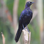 Choucador de Rüppell