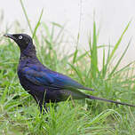 Choucador de Rüppell