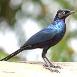 Choucador de Rüppell