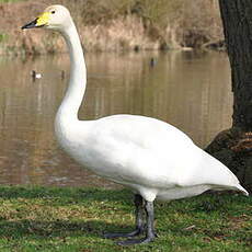 Cygne chanteur