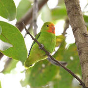 Red-headed Lovebird
