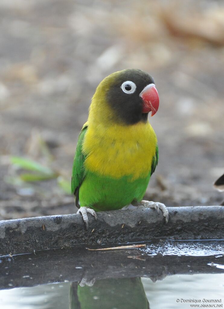 Yellow-collared Lovebird