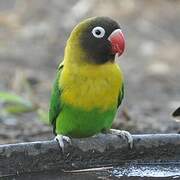 Yellow-collared Lovebird