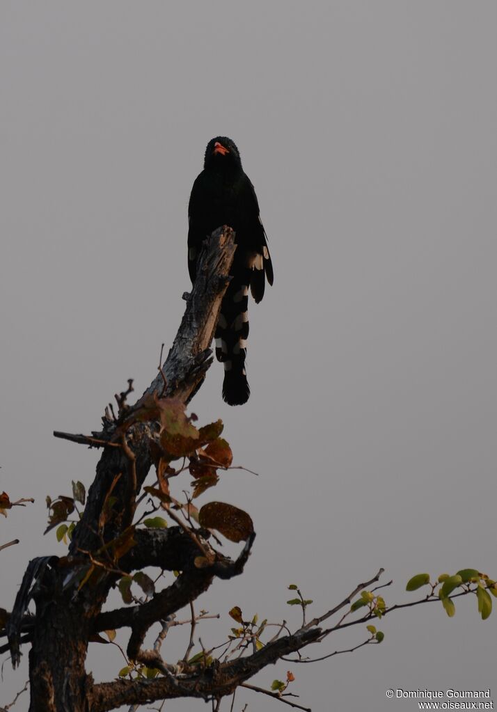 Green Wood Hoopoe