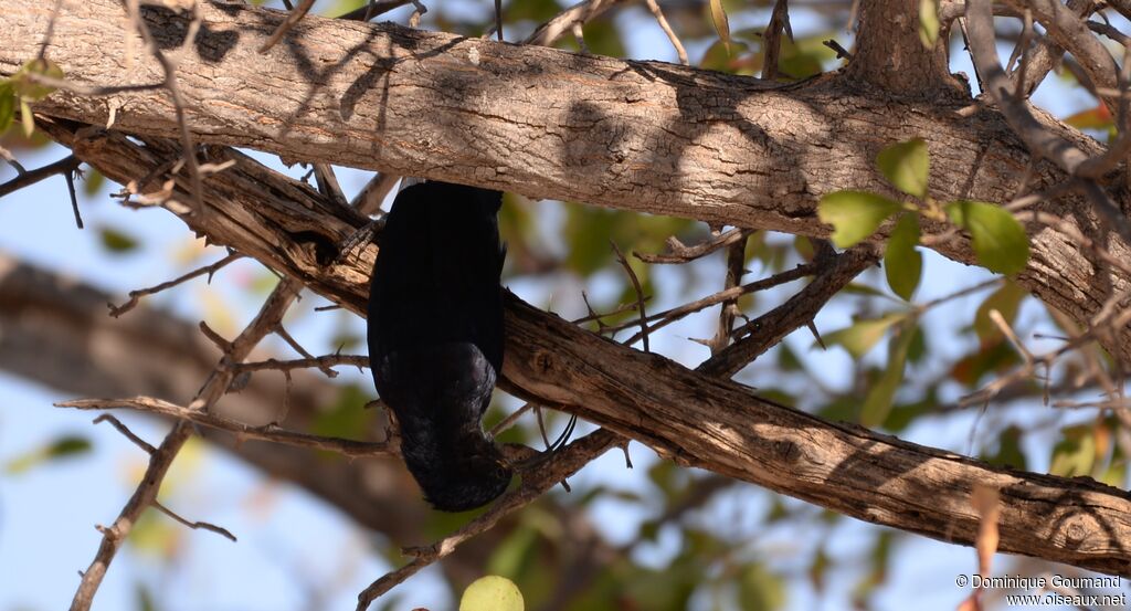 Common Scimitarbill