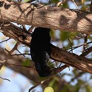 Common Scimitarbill