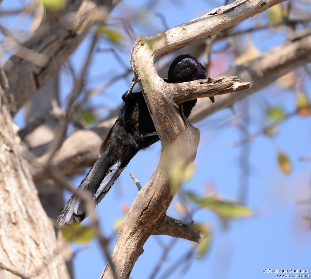 Common Scimitarbill