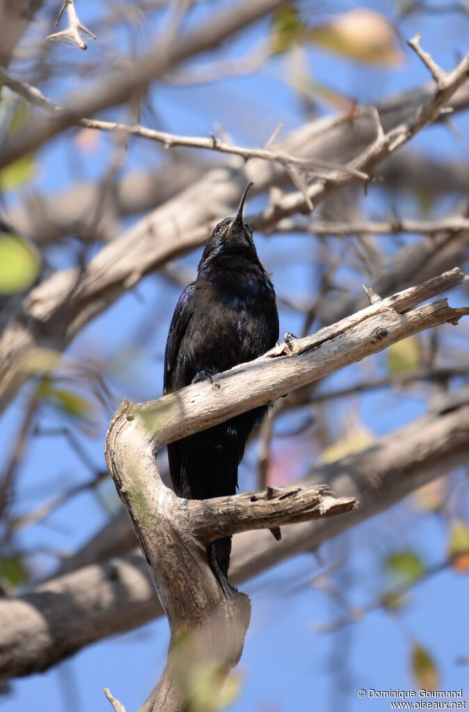 Common Scimitarbill