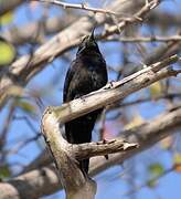 Common Scimitarbill