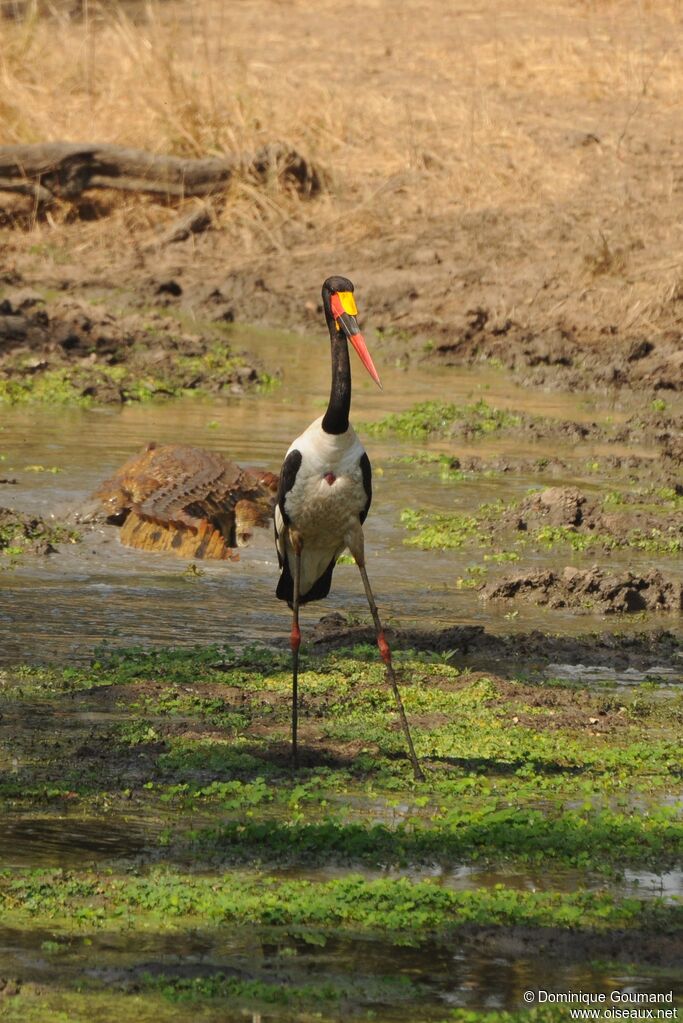 Jabiru d'Afrique