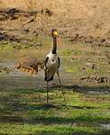 Jabiru d'Afrique