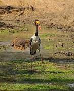 Saddle-billed Stork