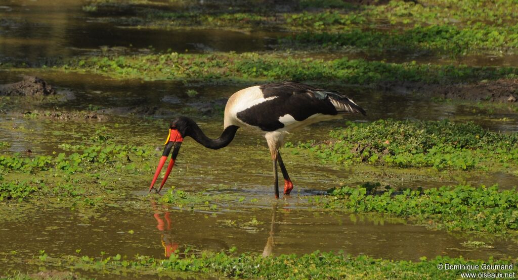 Jabiru d'Afrique