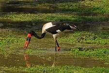 Jabiru d'Afrique