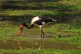 Saddle-billed Stork