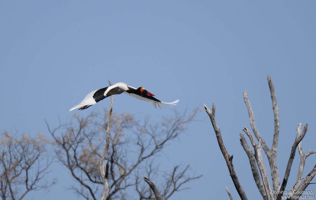 Jabiru d'Afrique mâle adulte