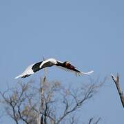 Saddle-billed Stork