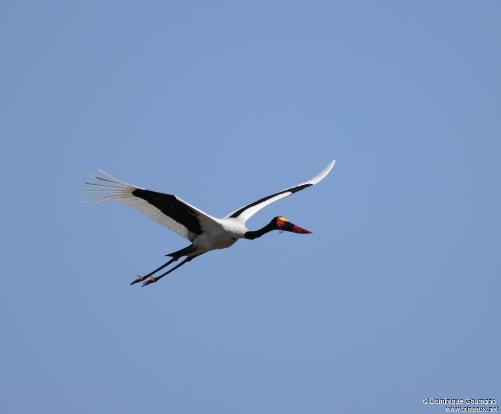 Saddle-billed Stork male adult