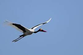 Saddle-billed Stork