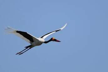 Jabiru d'Afrique