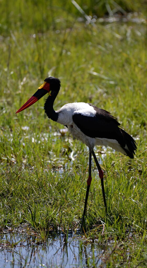 Jabiru d'Afrique mâle adulte