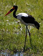 Saddle-billed Stork