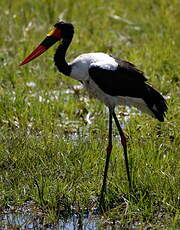 Jabiru d'Afrique