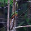 Jacamar à queue rousse