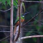 Jacamar à queue rousse