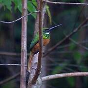 Rufous-tailed Jacamar