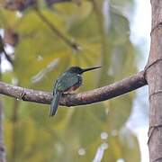 Rufous-tailed Jacamar