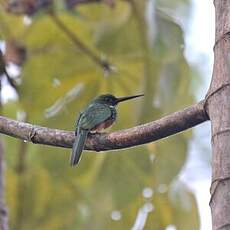 Jacamar à queue rousse