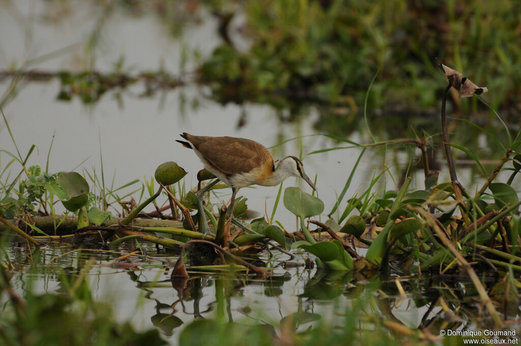 African Jacana