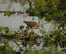 Jacana à poitrine dorée