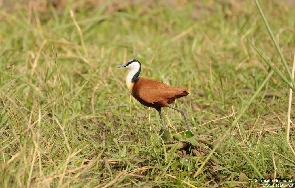 Jacana à poitrine dorée