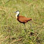 Jacana à poitrine dorée