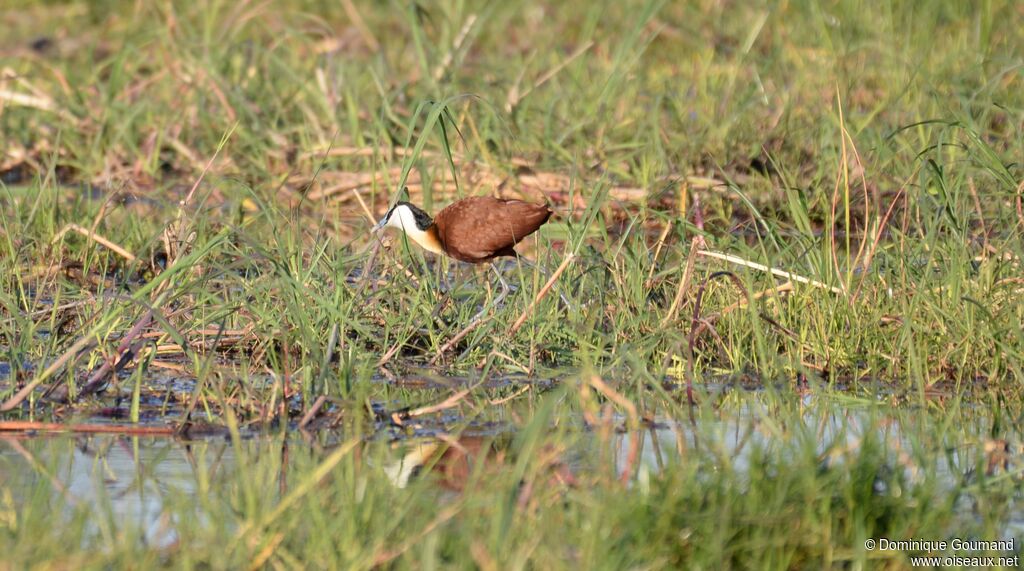 African Jacana