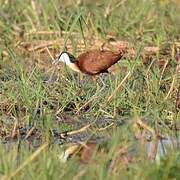 Jacana à poitrine dorée