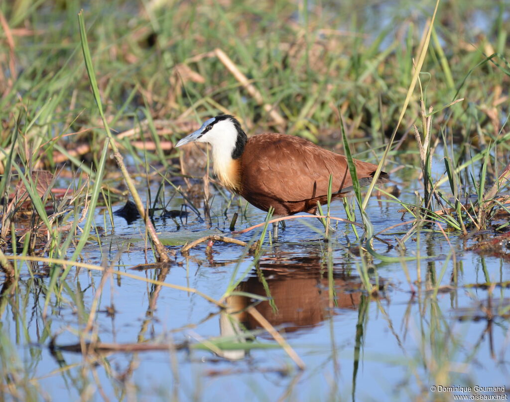 Jacana à poitrine dorée