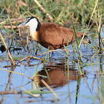 Jacana à poitrine dorée