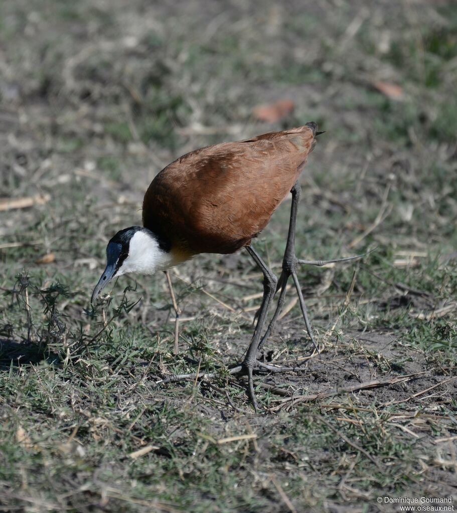 Jacana à poitrine dorée