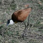 Jacana à poitrine dorée